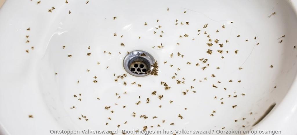 Rioolvliegjes in huis Valkenswaard? Oorzaken en oplossingen